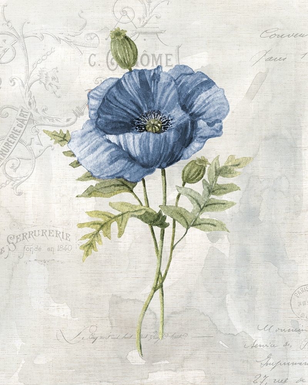 Picture of BLUE LINEN POPPY