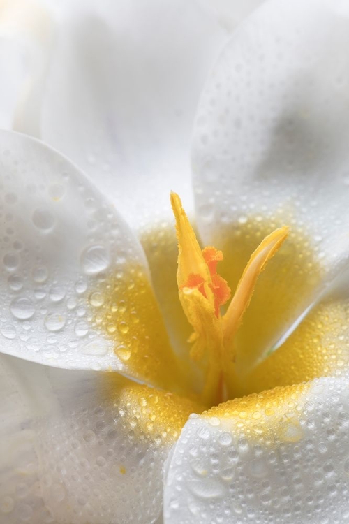 Picture of WHITE CROCUS BLOSSOMS II