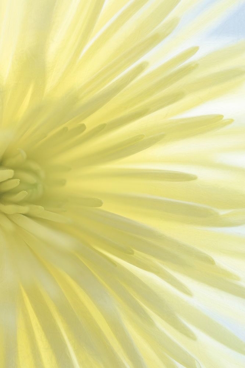 Picture of YELLOW CHRYSANTHEMUM I