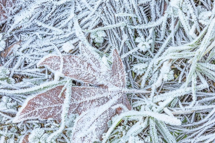 Picture of MAPLE LEAF AND FROST I