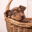 Picture of PUPPY IN A BASKET