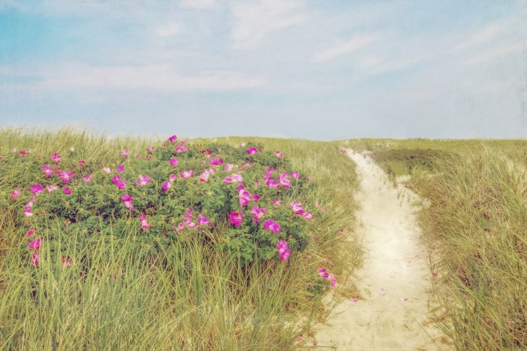 Picture of BEACH ROSES