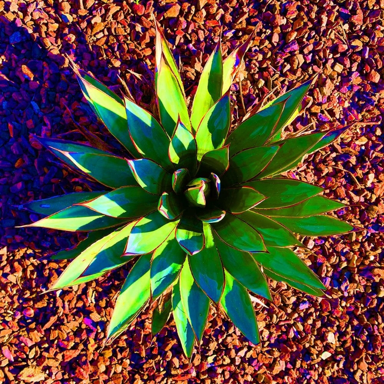 Picture of ALOE BURST II