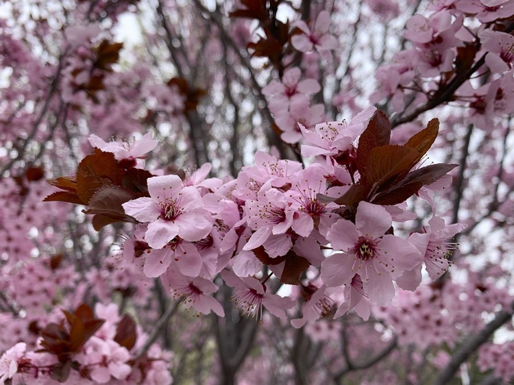 Picture of CHERRY BLOSSOMS I