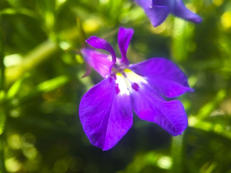 Picture of ROSEMARY FLOWER I