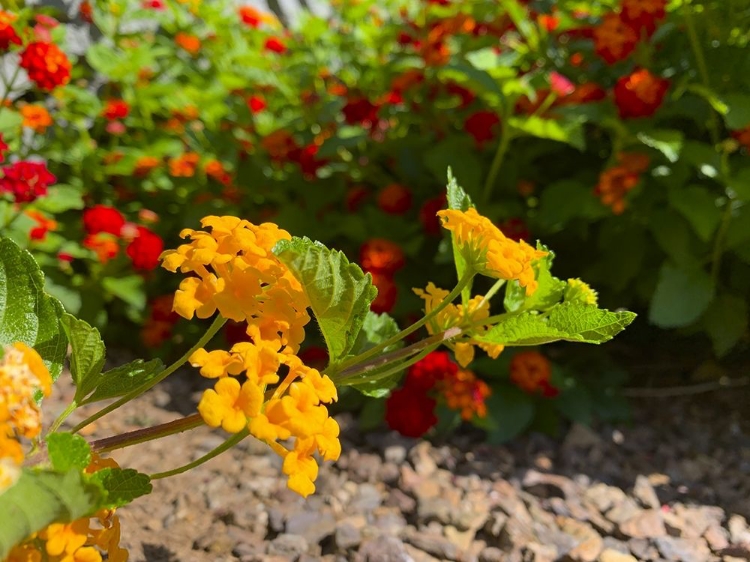 Picture of LANTANA IX