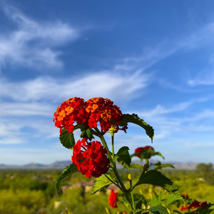 Picture of LANTANA X