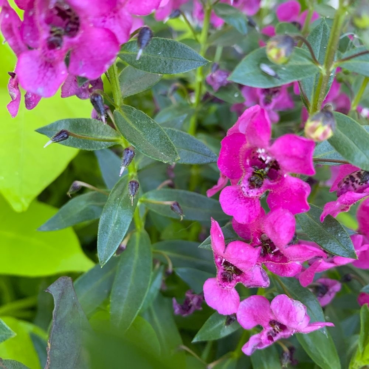 Picture of FLOWER STACKS I