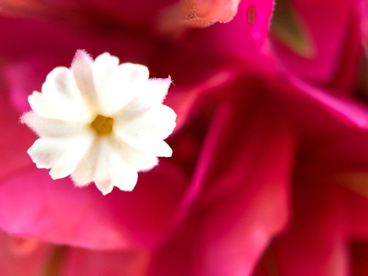 Picture of BOUGAINVILLEA I