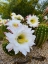 Picture of CACTUS FLOWER IV