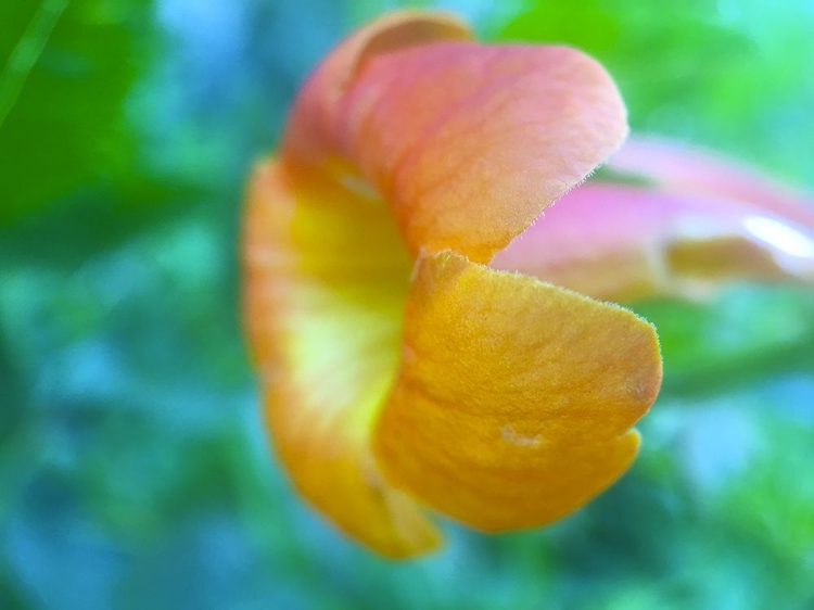 Picture of CACTUS FLOWER VI