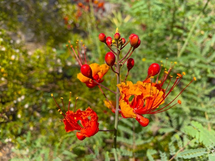 Picture of BIRD OF PARADISE III