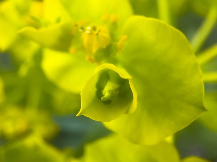 Picture of GREEN FLOWER II