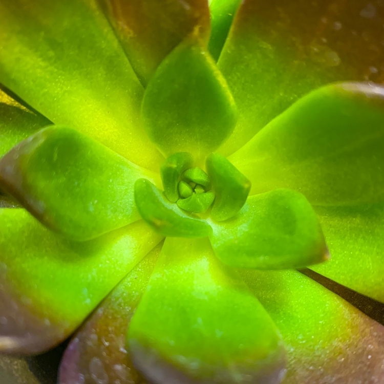 Picture of SUCCULENT SQUARE I