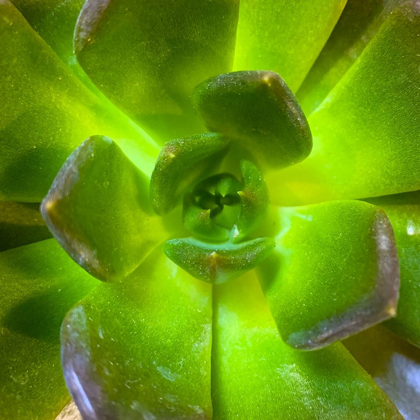 Picture of SUCCULENT SQUARE II