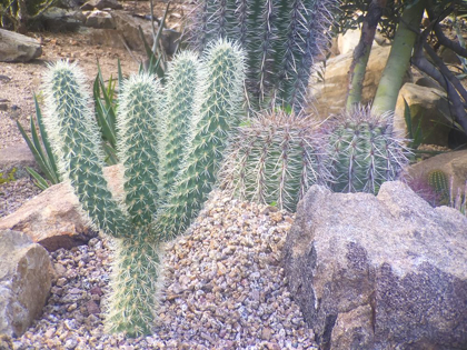 Picture of CACTUS ARRANGEMENT I