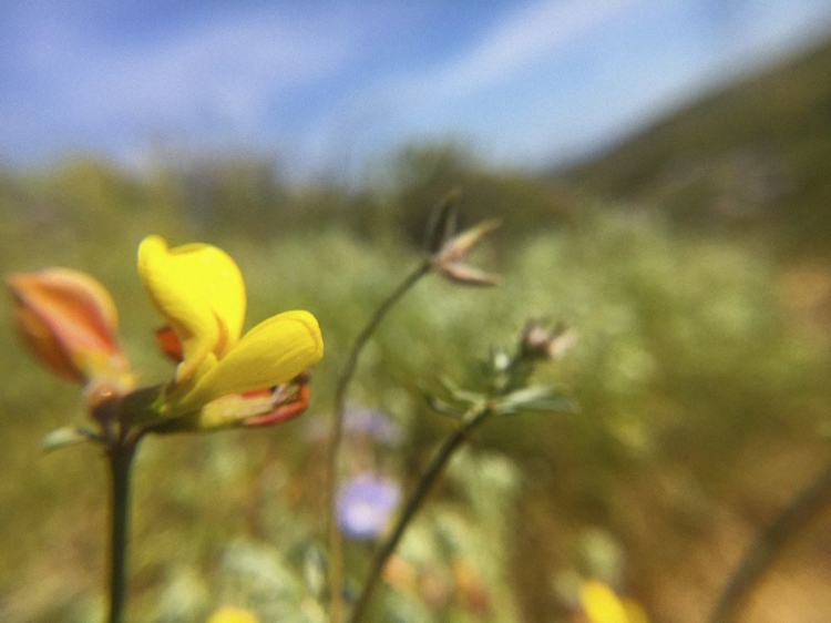 Picture of WILDFLOWERS XXX