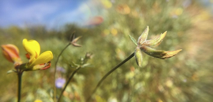 Picture of WILDFLOWERS XXXII