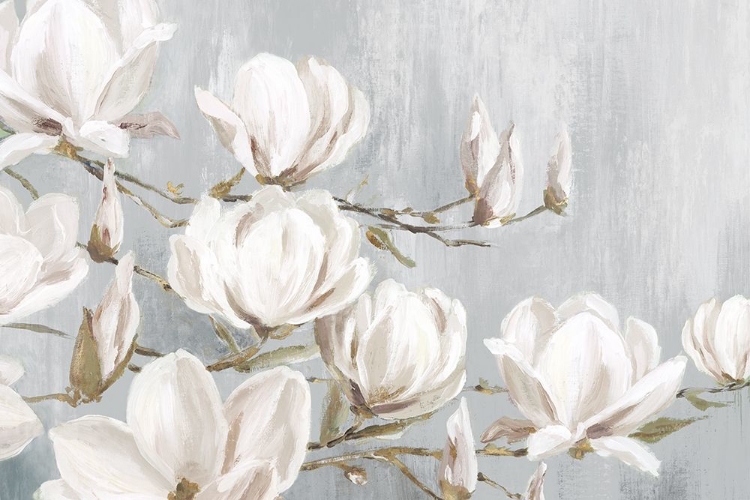 Picture of WHITE MAGNOLIA