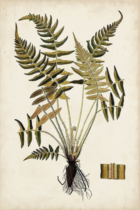 Picture of FERN BOTANICAL IV