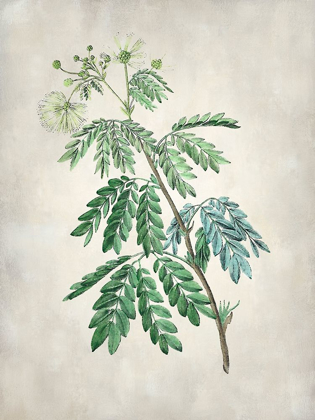 Picture of ACACIA TREE II