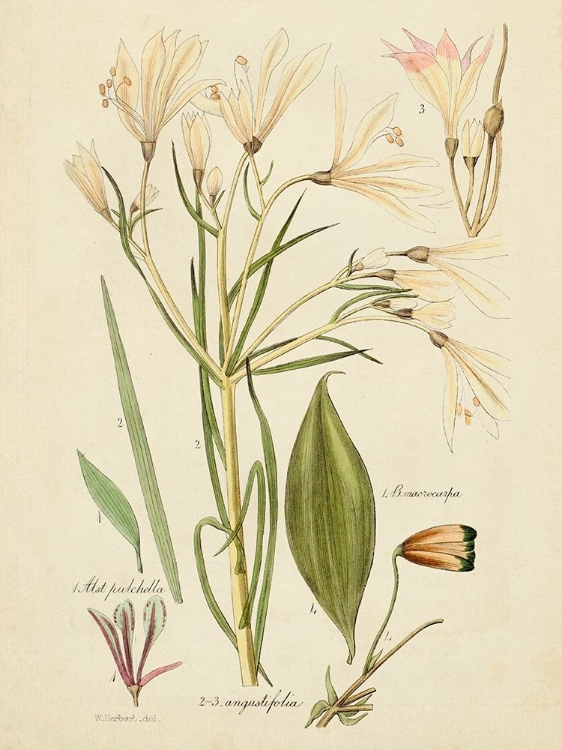 Picture of ANTIQUE BOTANICAL SKETCH I