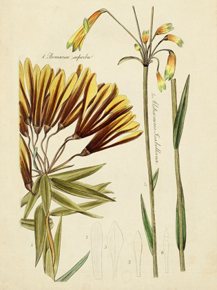 Picture of ANTIQUE BOTANICAL SKETCH II