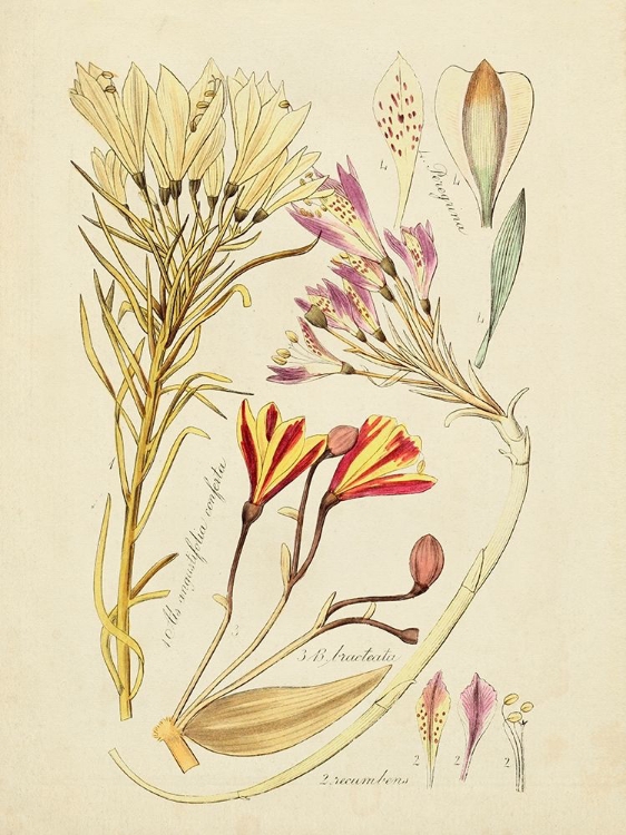 Picture of ANTIQUE BOTANICAL SKETCH V