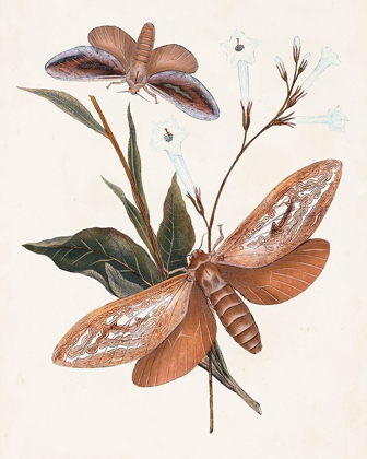 Picture of BUTTERFLIES AND MOTHS II