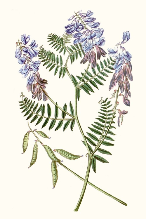 Picture of GRACEFUL BOTANICAL V