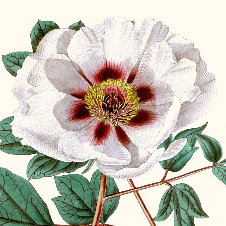 Picture of CROPPED ANTIQUE BOTANICAL II