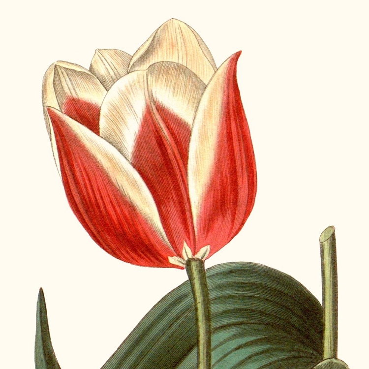 Picture of CROPPED ANTIQUE BOTANICAL IV