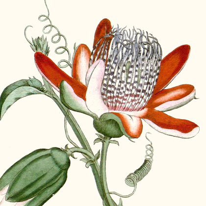 Picture of CROPPED ANTIQUE BOTANICAL VI