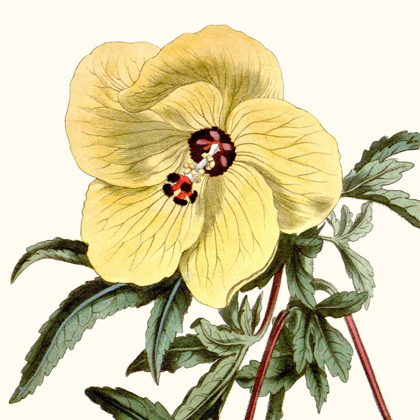 Picture of CROPPED ANTIQUE BOTANICAL VII