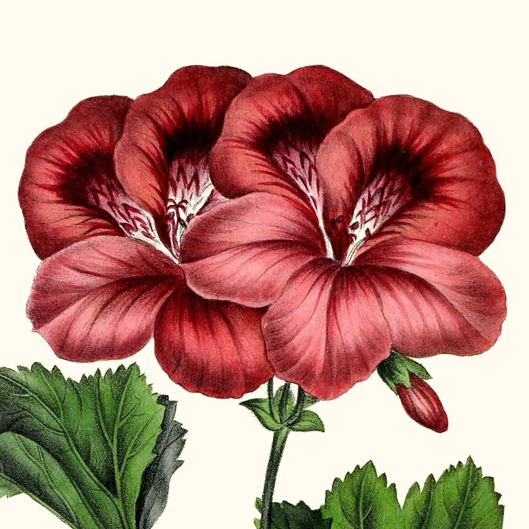 Picture of CROPPED ANTIQUE BOTANICAL IX