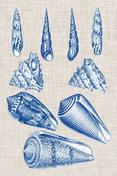 Picture of NAVY AND LINEN SHELLS VI