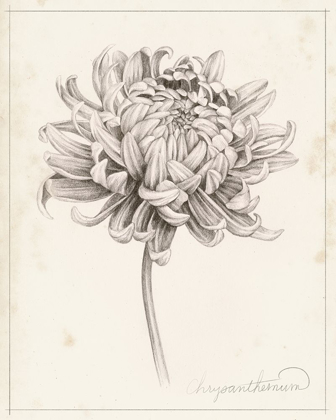 Picture of GRAPHITE CHRYSANTHEMUM STUDY I