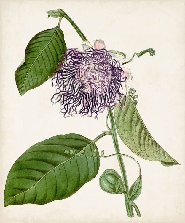 Picture of VINTAGE PASSIONFLOWER I