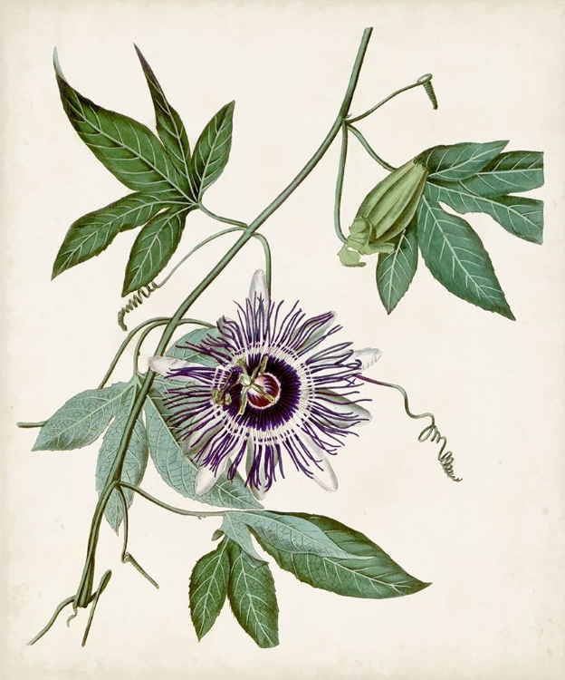 Picture of VINTAGE PASSIONFLOWER II