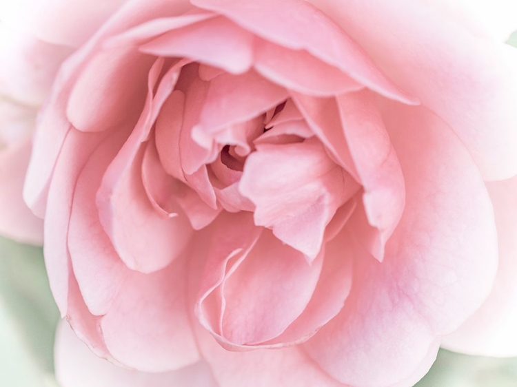 Picture of PRETTY PINK BLOOMS II