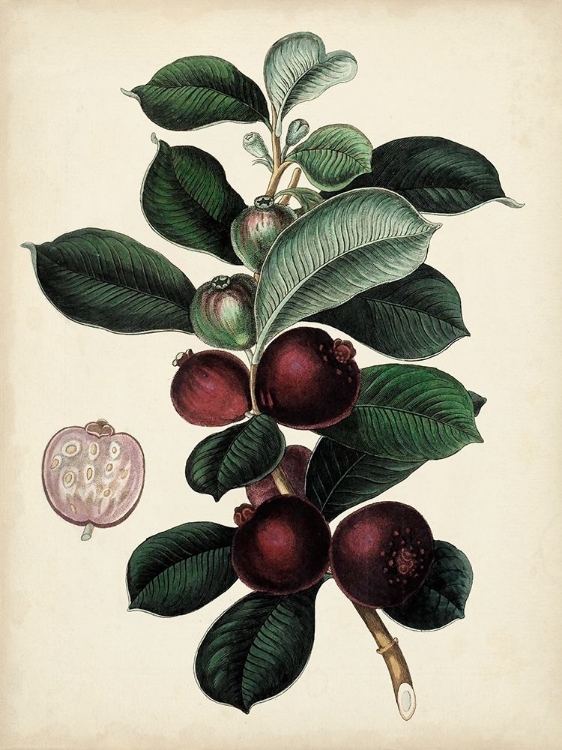 Picture of ANTIQUE FOLIAGE AND FRUIT I