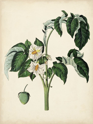 Picture of ANTIQUE FOLIAGE AND FRUIT II