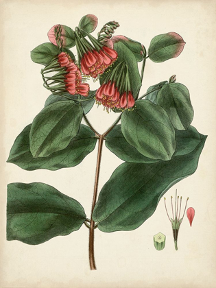 Picture of ANTIQUE FOLIAGE AND FRUIT IV