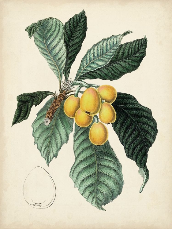 Picture of ANTIQUE FOLIAGE AND FRUIT VI