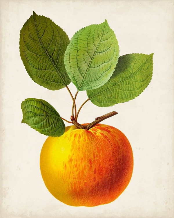 Picture of ANTIQUE FRUIT I