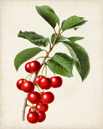 Picture of ANTIQUE FRUIT II