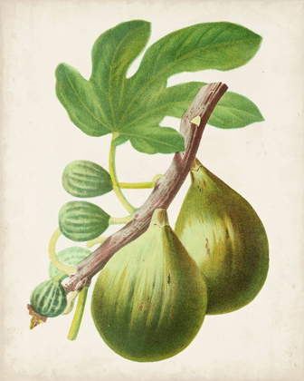 Picture of ANTIQUE FRUIT IV