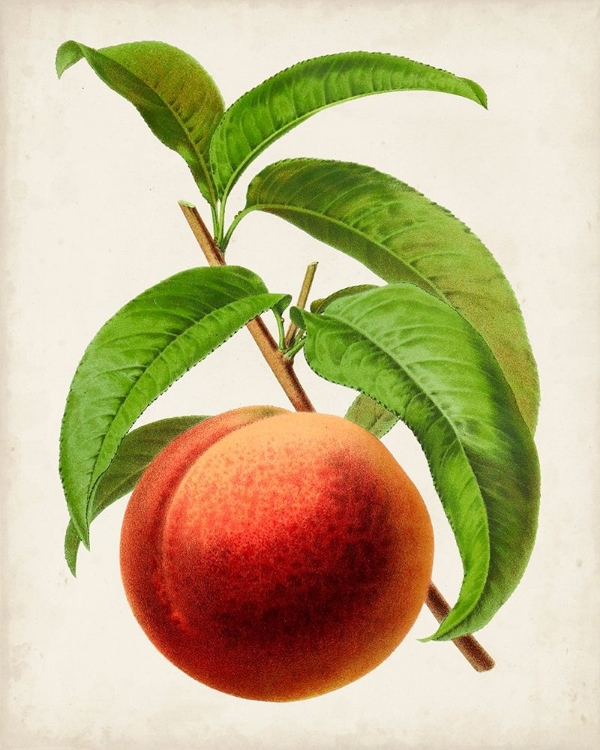 Picture of ANTIQUE FRUIT V