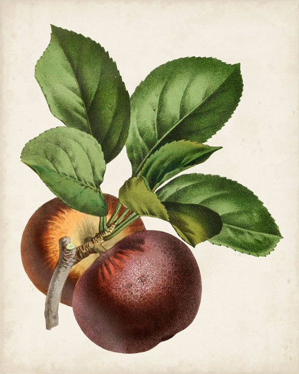 Picture of ANTIQUE FRUIT IX