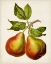 Picture of ANTIQUE FRUIT XI